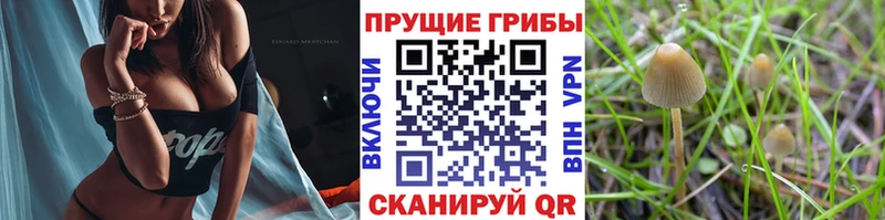 Галлюциногенные грибы мухоморы  Яхрома 